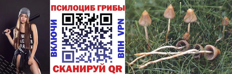 omg онион  цены   Михайловск  Галлюциногенные грибы MAGIC MUSHROOMS 
